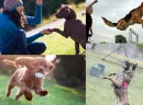 Köpek Eğitimi: Mutlu ve İtaatkar Bir Evcil Hayvan