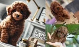 Minyatür Poodle Nedir?