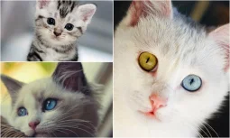 Injury to the Surgical Area in Cats