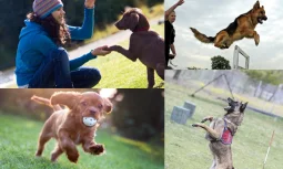 Köpek Eğitimi: Mutlu ve İtaatkar Bir Evcil Hayvan