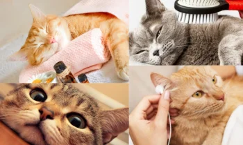 Evde Kedi Bakımı İçin Temel İpuçları