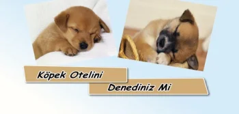 Köpek Otelini Denediniz Mi