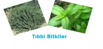 Tıbbi Bitkilerde Dikkat Edilmesi Gerekenler