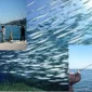 Balık Tutmak İçin Usta Olmaya Gerek Yok
