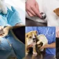 Veteriner Klinik Yazılımı Nasıl Olmalıdır?