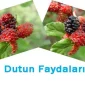 Dut Mevsiminde İştahınız Artsın, Enerjiyle Dolun 