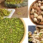 Turkish Nuts Türkiye’nin Zengin Kuruyemiş Kültürü