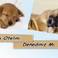 Köpek Otelini Denediniz Mi