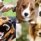 Sizin İçin En İdeal Köpek Cinsi Hangisidir