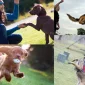 Köpek Eğitimi: Mutlu ve İtaatkar Bir Evcil Hayvan