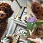 Minyatür Poodle Nedir?